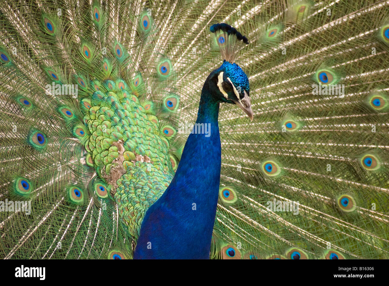 Fabulous birds hi-res stock photography and images - Alamy