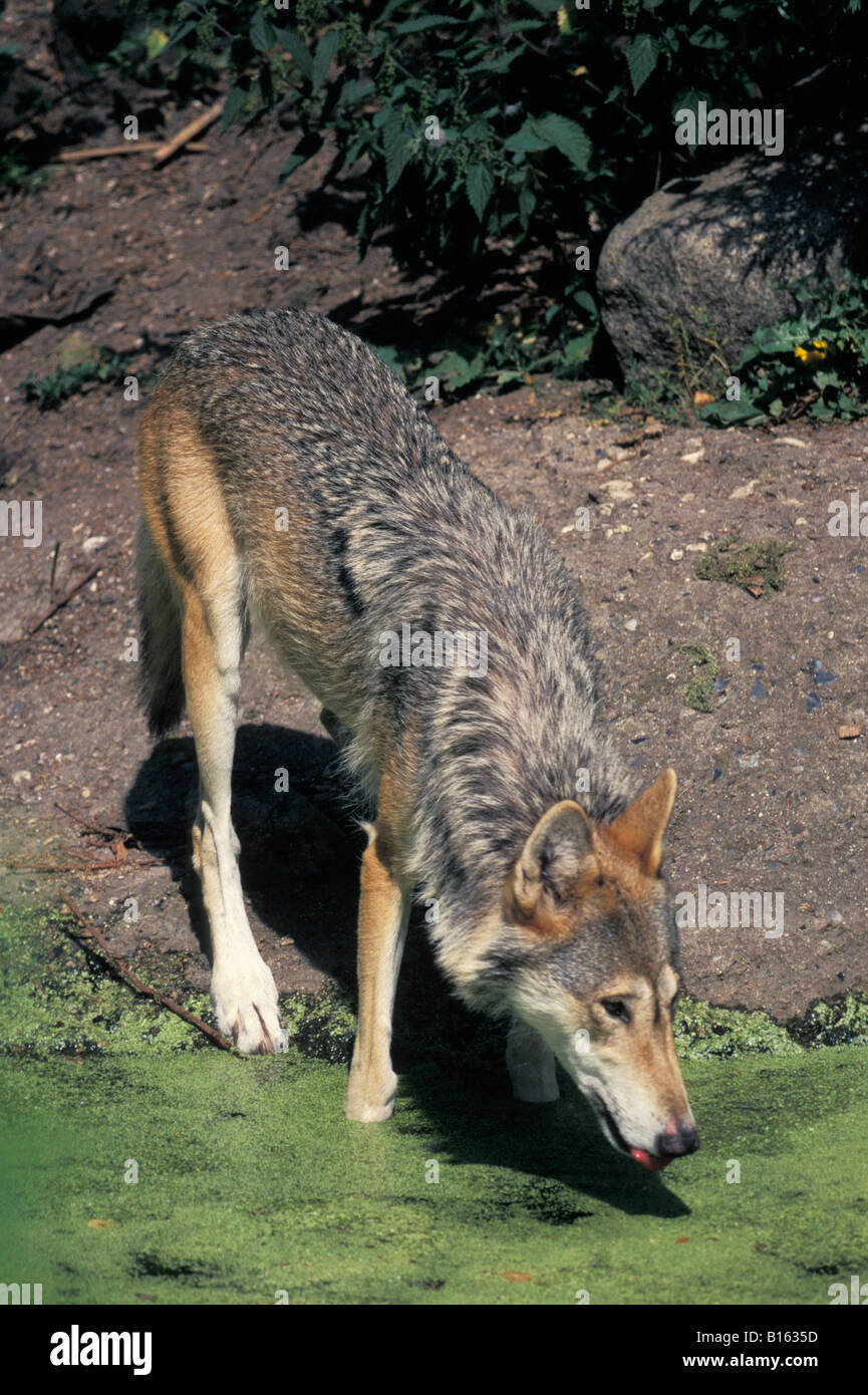 loup gris Gray Wolf adult Canis lupus drinking from shoreline adult adults America American animal animals being canid Canidae c Stock Photo