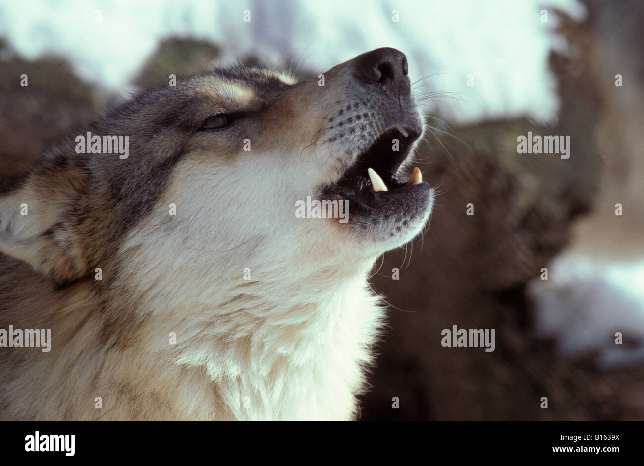 Wolf Canis lupus howling pack in Bavarian Forest National Park animals ...