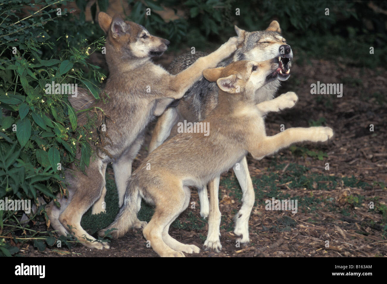 Loup Gris High Resolution Stock Photography And Images Alamy