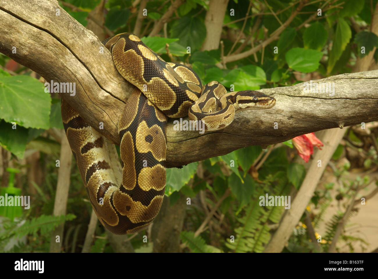 A royal or ball python (Python regius) Stock Photo