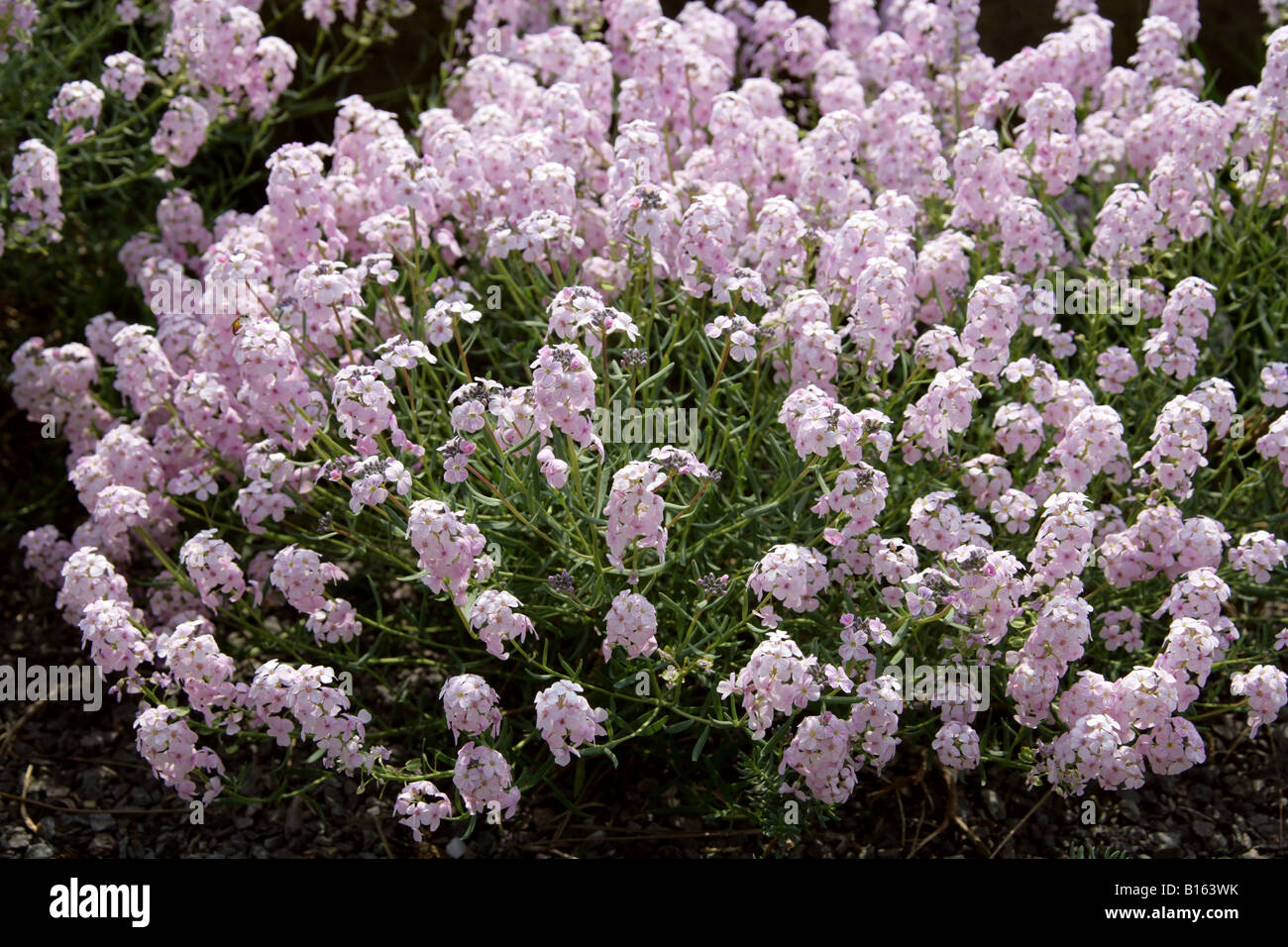 Stonecress, Aethionema pseudarmenum, Brassicaceae. Turkey Stock Photo
