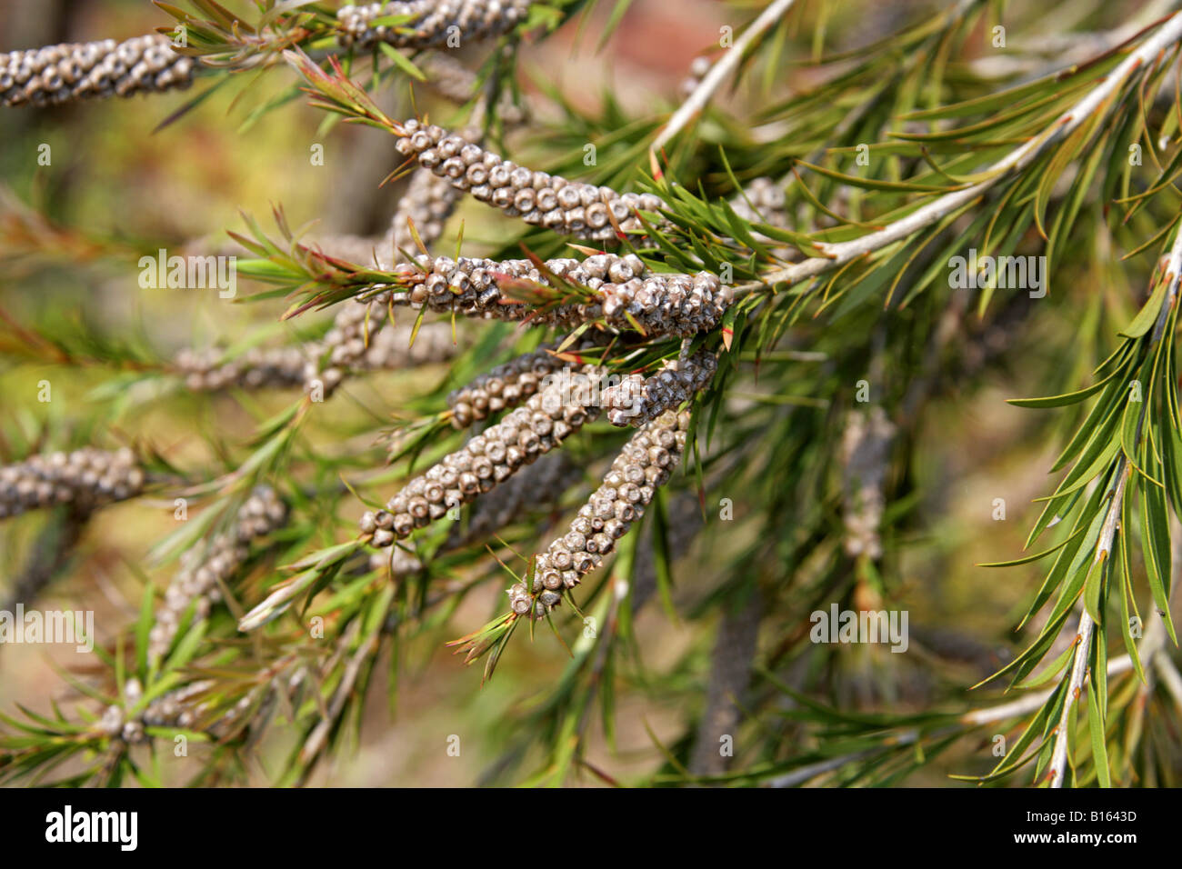 Tonghi Bottlebrush, Callistemon subulatus, Myrtaceae. South East Australia Stock Photo