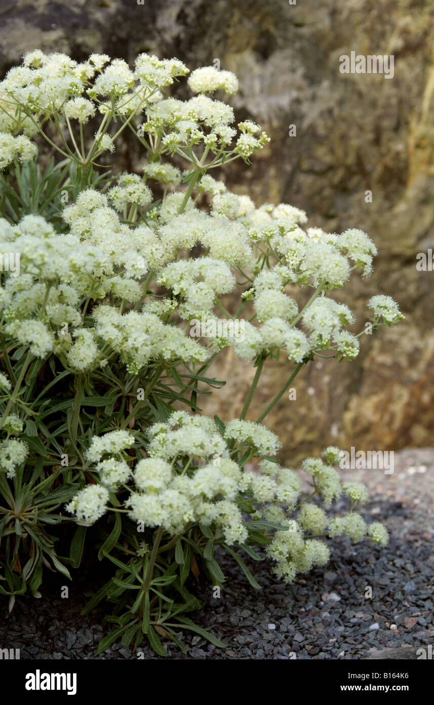 Parsnipflower Buckwheat, Eriogonum heracleoides var angustifolium, Polygonaceae Stock Photo