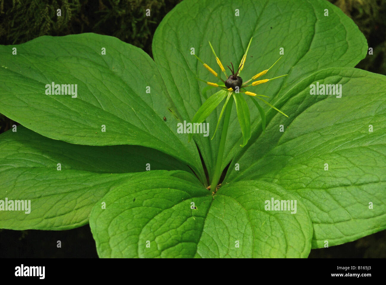 Herb Paris (Paris quadrifolia) Stock Photo