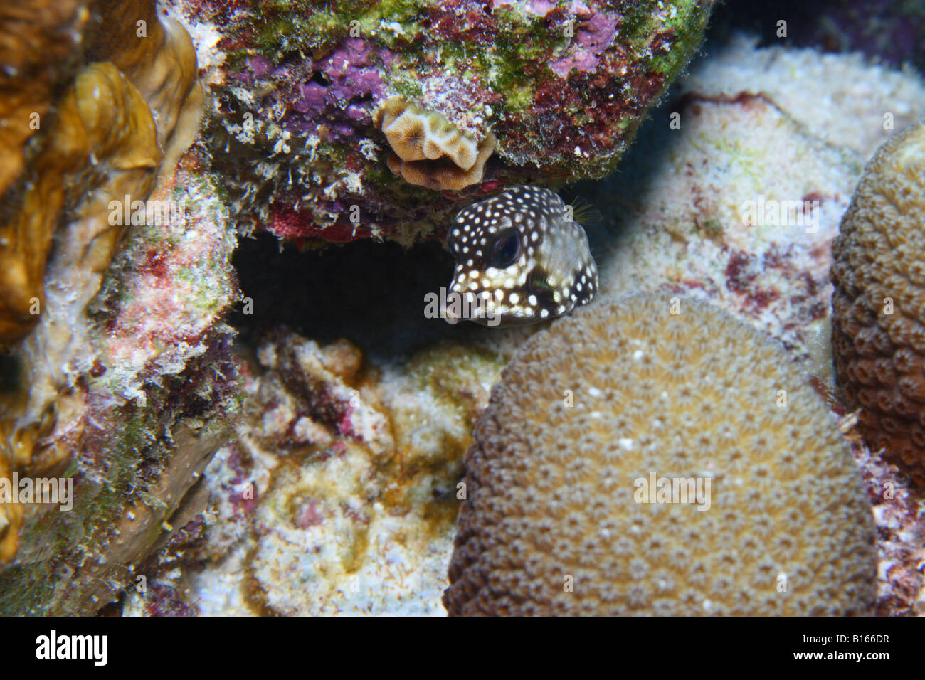 Juvenile Smooth Trunkfish Stock Photo Alamy