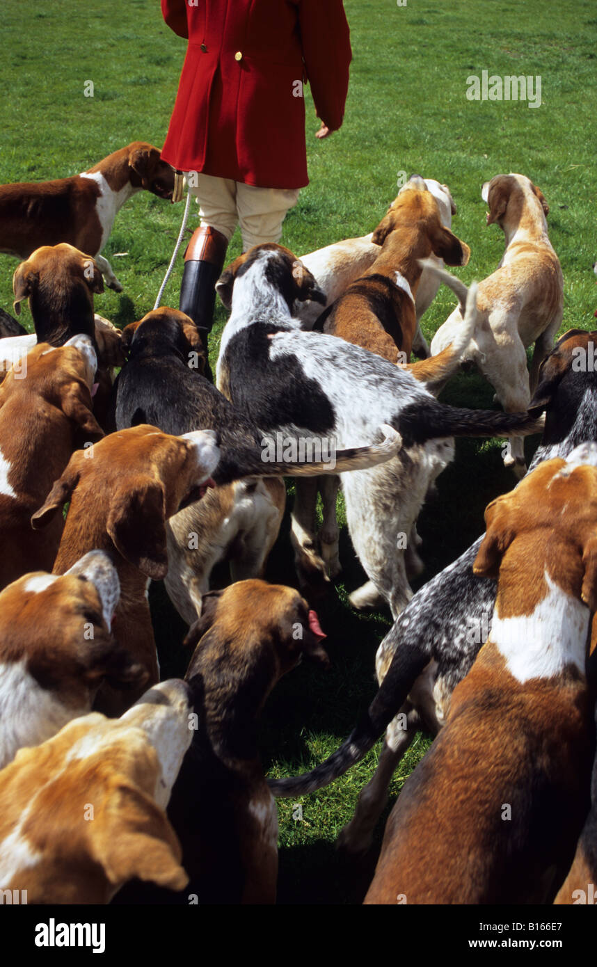 Pack Of Fox Hounds And Huntsman Stock Photo