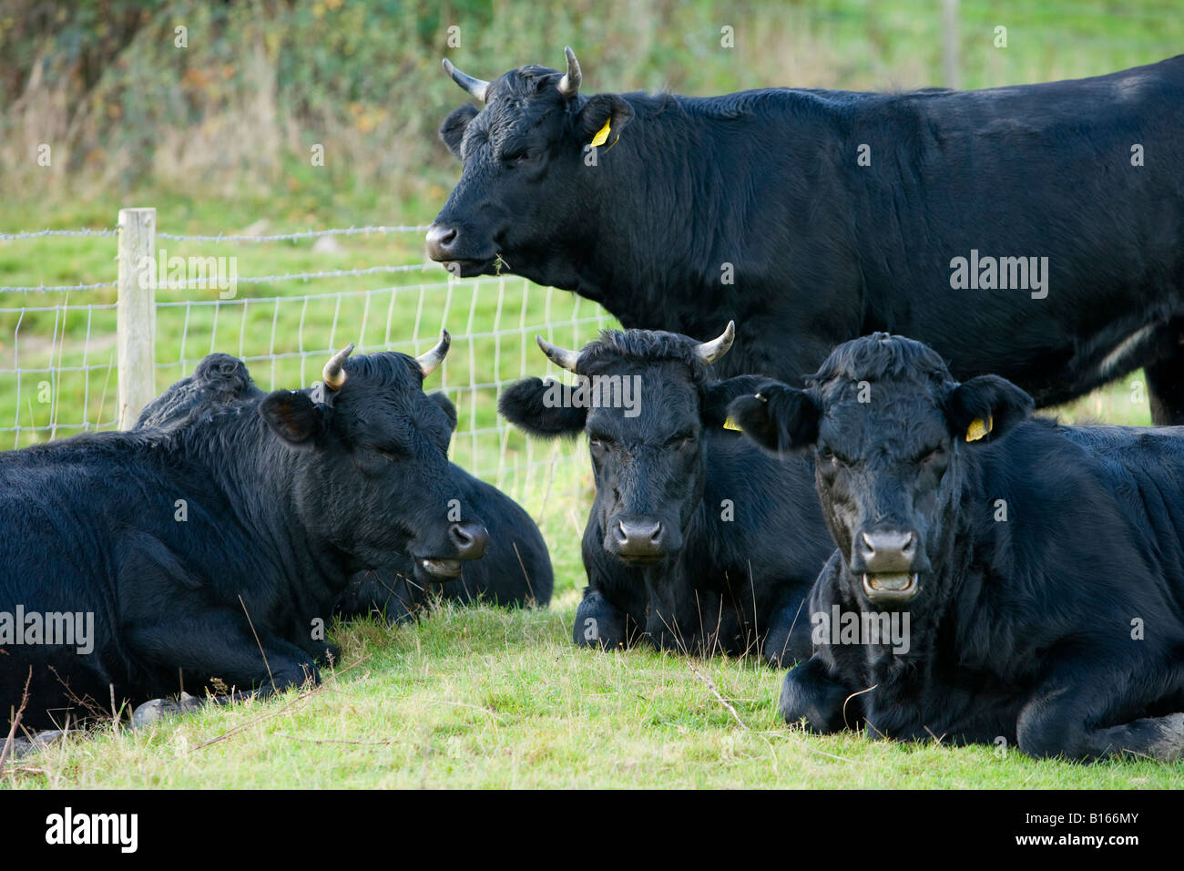Group of relaxed adult Welsh black cattle laid down, lazing on grass & standing in farm field (hardy horned animal bred for meat) - England, GB, UK. Stock Photo