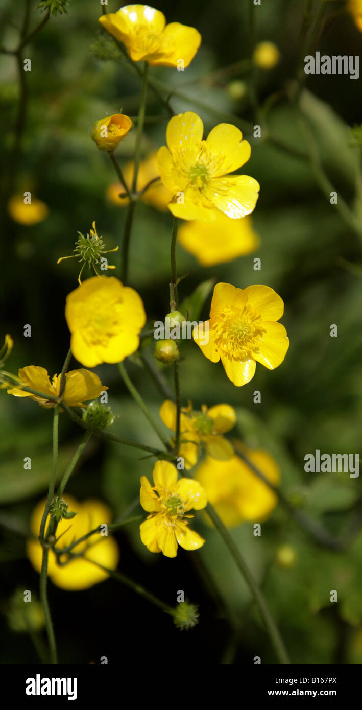 Woly Buttercup, Ranunculus lanuginosus, Ranunculaceae Stock Photo