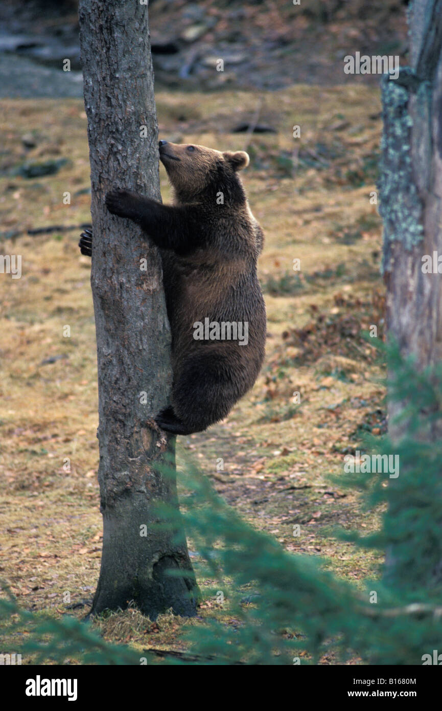 Ours Brun Braun Bear Ursus Arctos Climbing Tree Adult Adults Animal Animals Arctos Bear Bears Blooded Brown Carnivora Carnivore Stock Photo Alamy Ours Brun Braun Bear Ursus Arctos Climbing Tree Adult Adults Animal Animals Arctos Bear Bears Blooded Brown Carnivora Carnivore Stock Photo Alamy