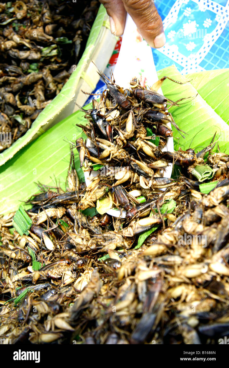 PLate of fried bugs Stock Photo