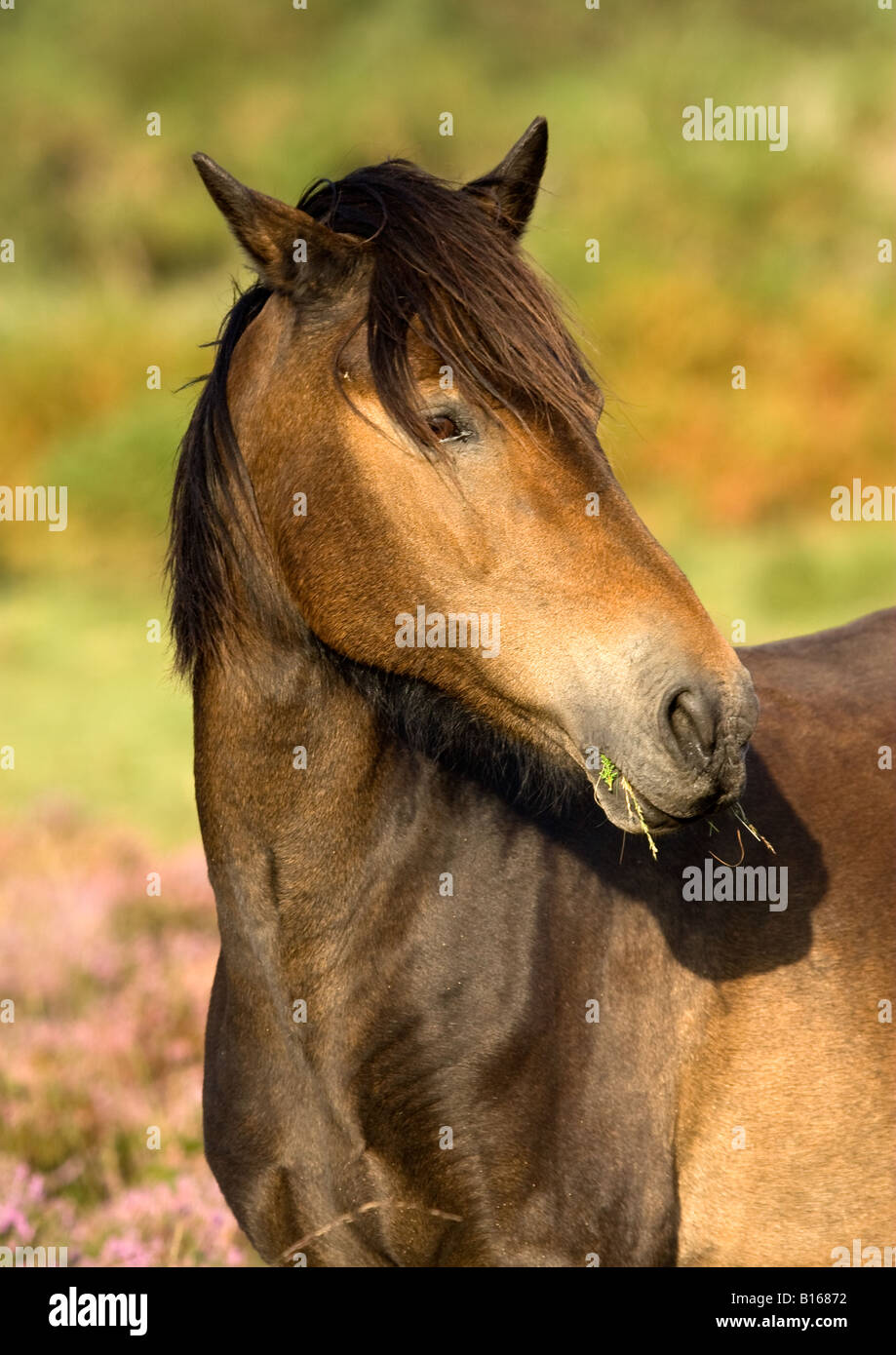 New Forest pony portrait Stock Photo