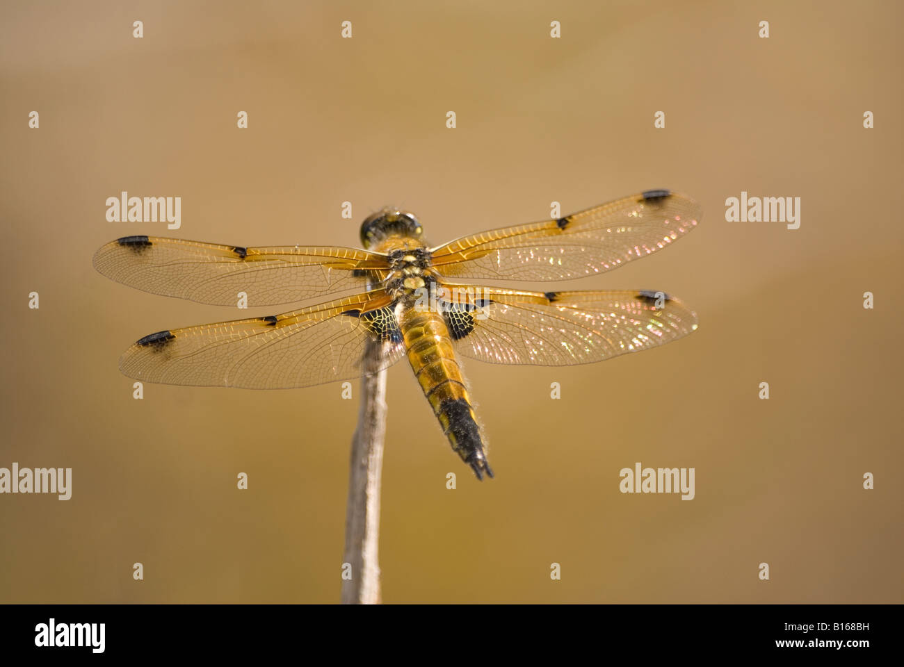 Four Spotted Chaser at rest by the Dragonfly ponds at RSPB Arne on the Purbeck in Dorset Stock Photo