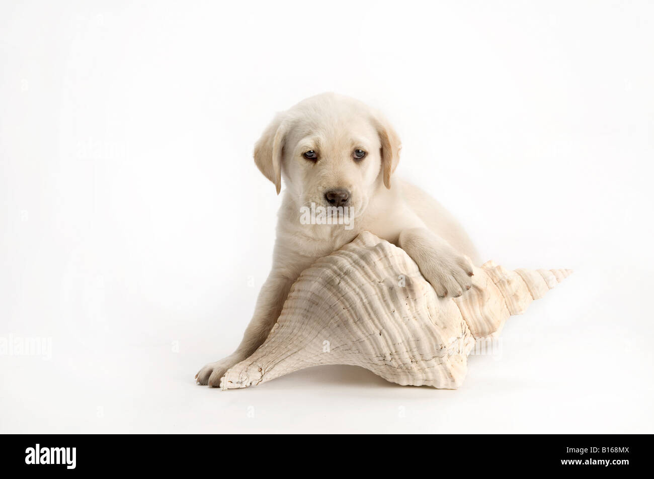 playful lab puppy with large sea shell on white Stock Photo - Alamy