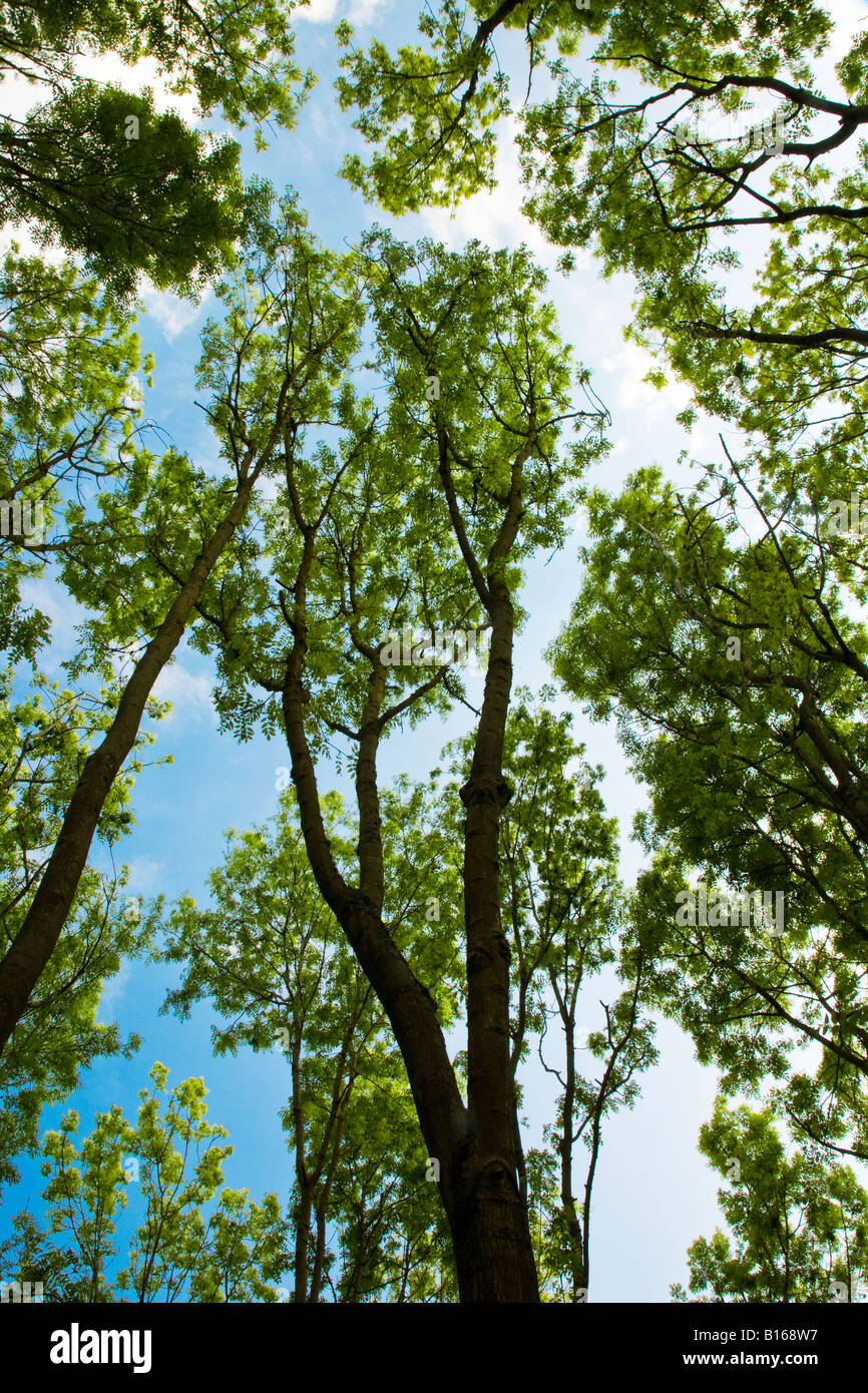 Wide-angle view looking up through trees Stock Photo