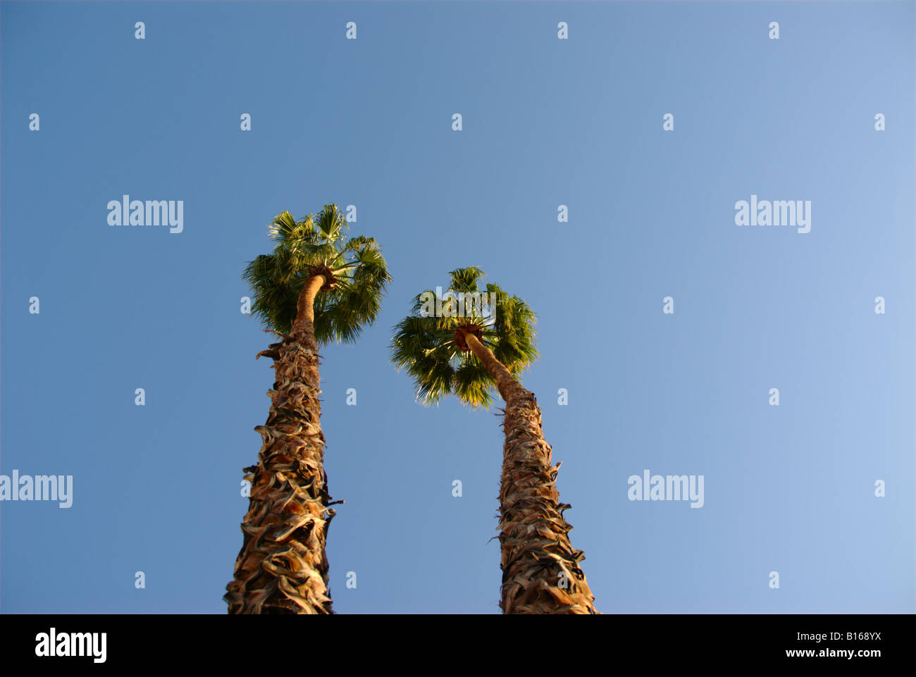 Fan palm tree hi-res stock photography and images - Alamy