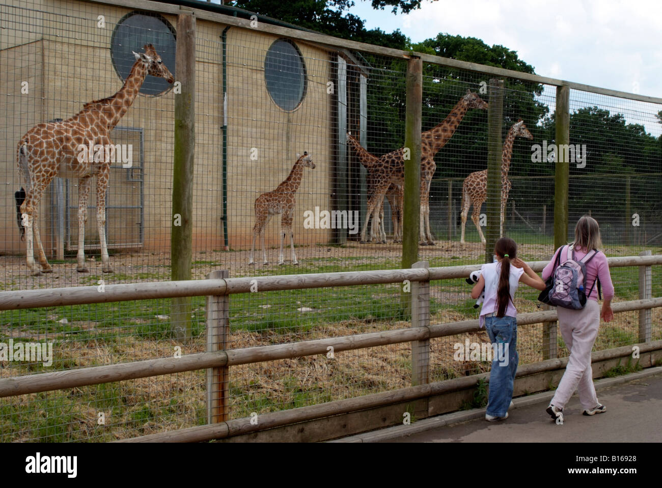Giraffe enclosure and visitors at Marwell Zoo near Winchester in