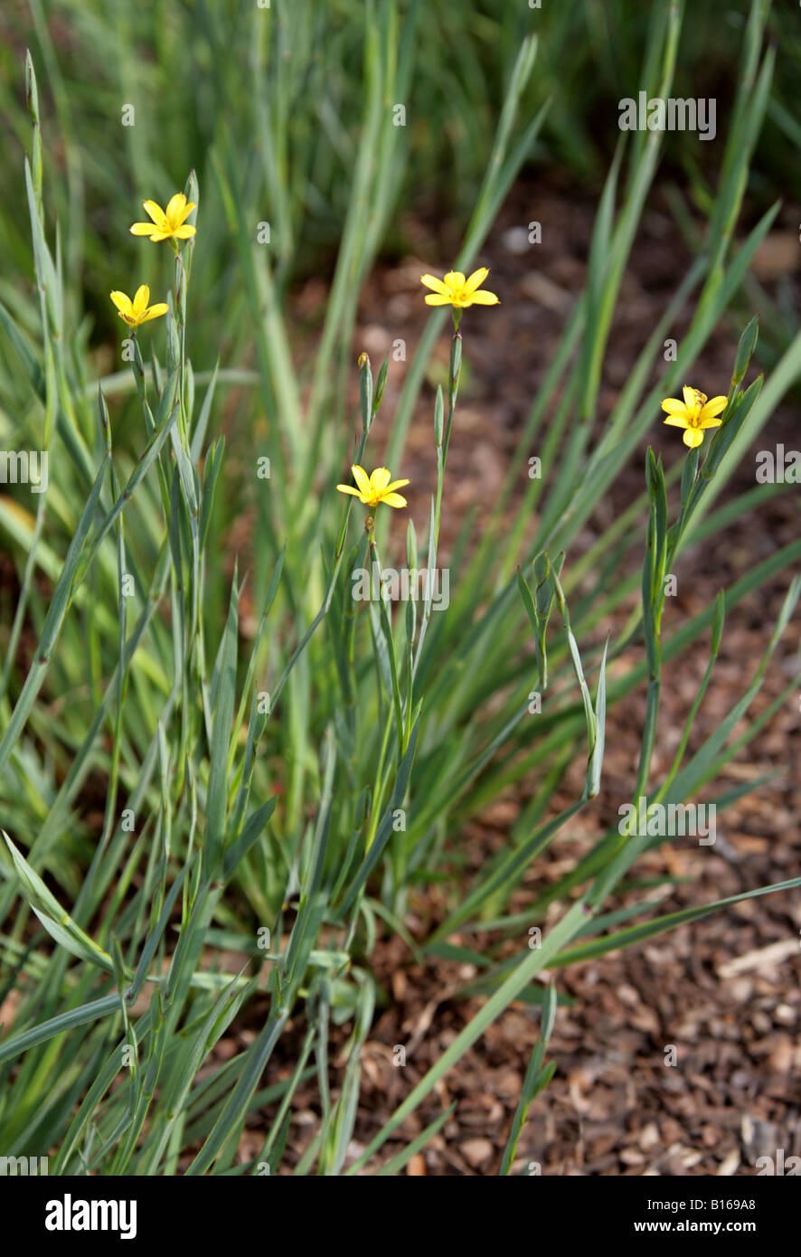 Yellow Blue-Eyed Grass, Sisyrinchium patagonicum, Iridaceae. Southern South America, Chile Stock Photo