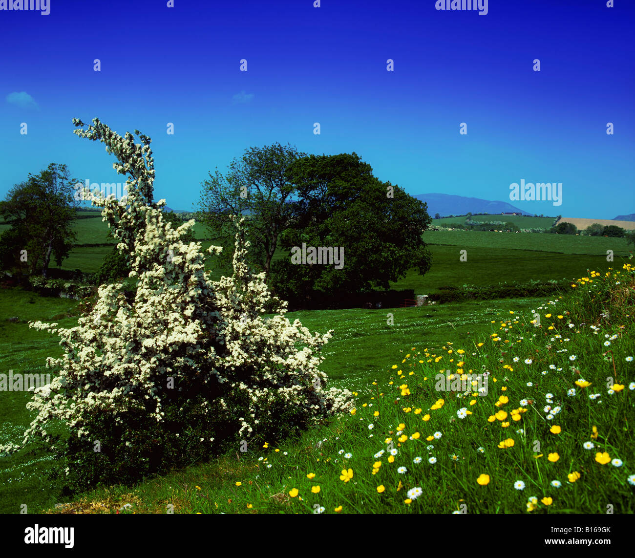 Ireland wildflower meadow meadows hires stock photography and images Alamy