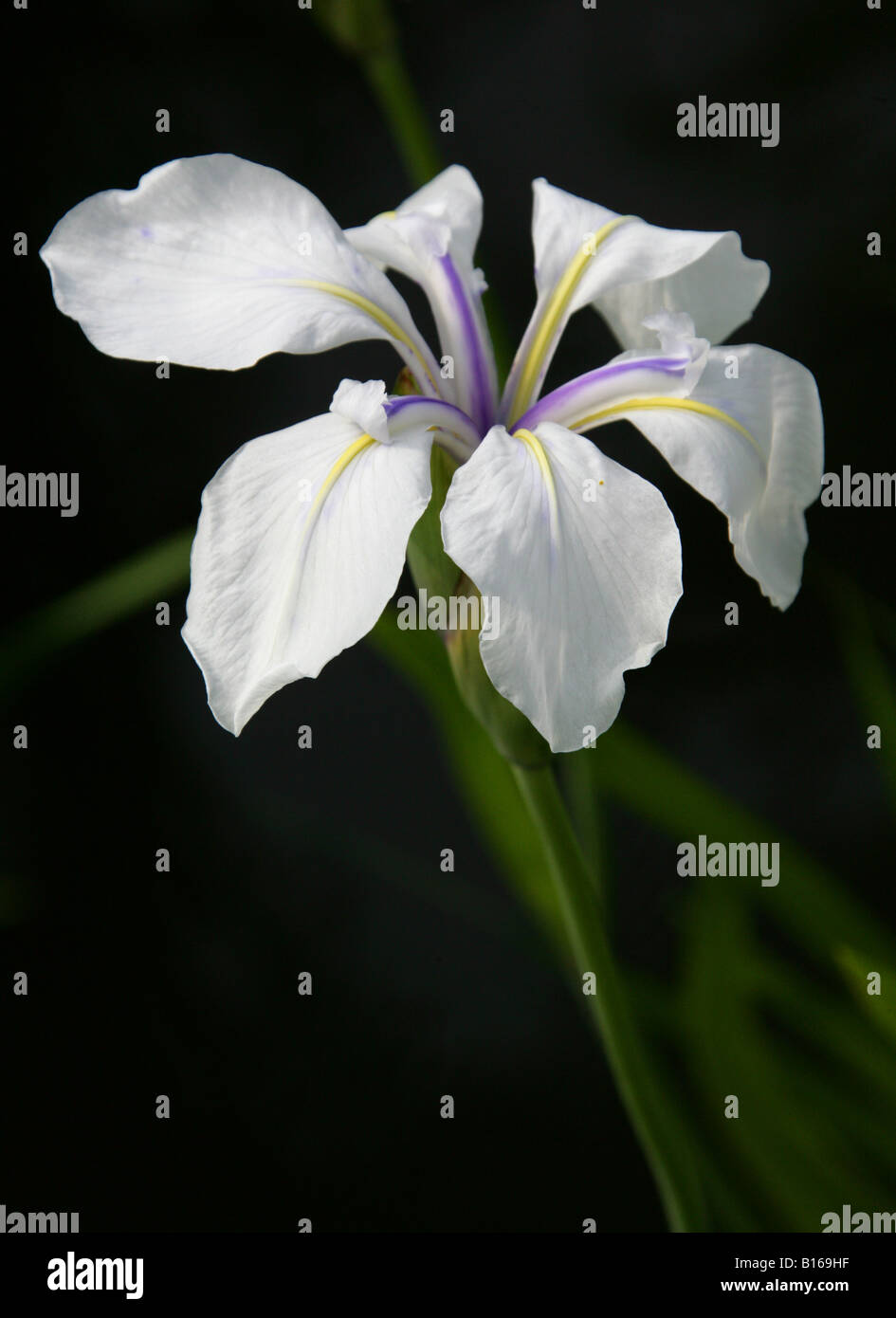 Japanese Water Iris, Iris laevigata 'Alboviolacea' Iridaceae Stock Photo