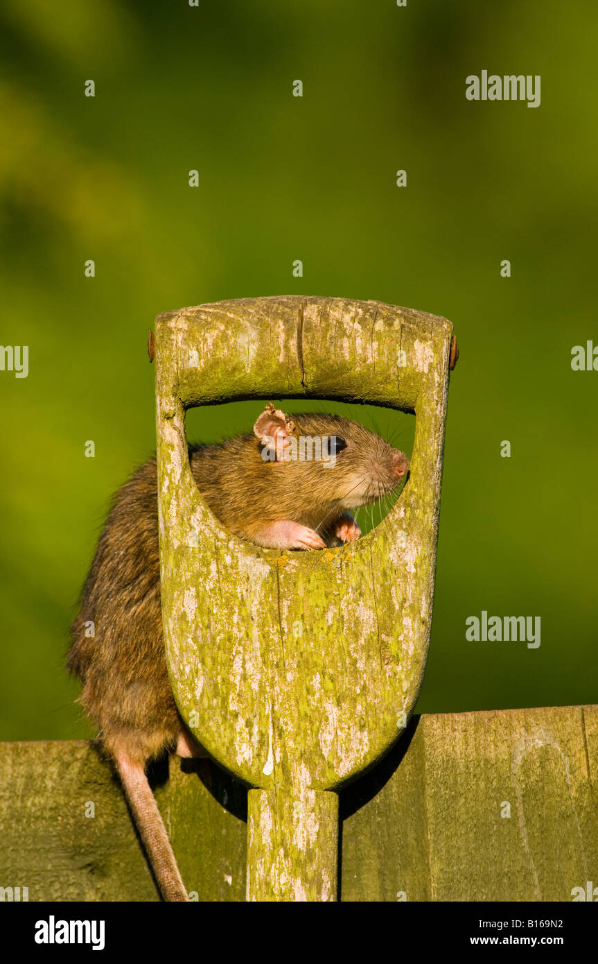 Common Rat/Brown Rat/Norway Rat (Rattus norvegicus Stock Photo - Alamy