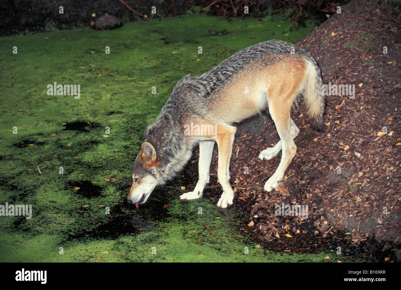 loup gris Gray Wolf adult Canis lupus drinking from shoreline adult adults America American animal animals being canid Canidae c Stock Photo