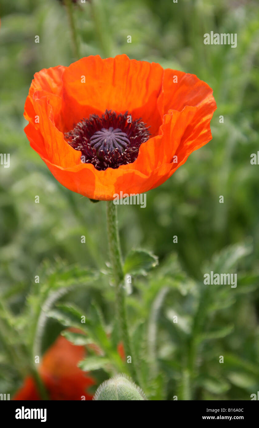 Oriental Poppy, Papaver orientale, Papaveraceae. Turkey, North Africa Stock Photo