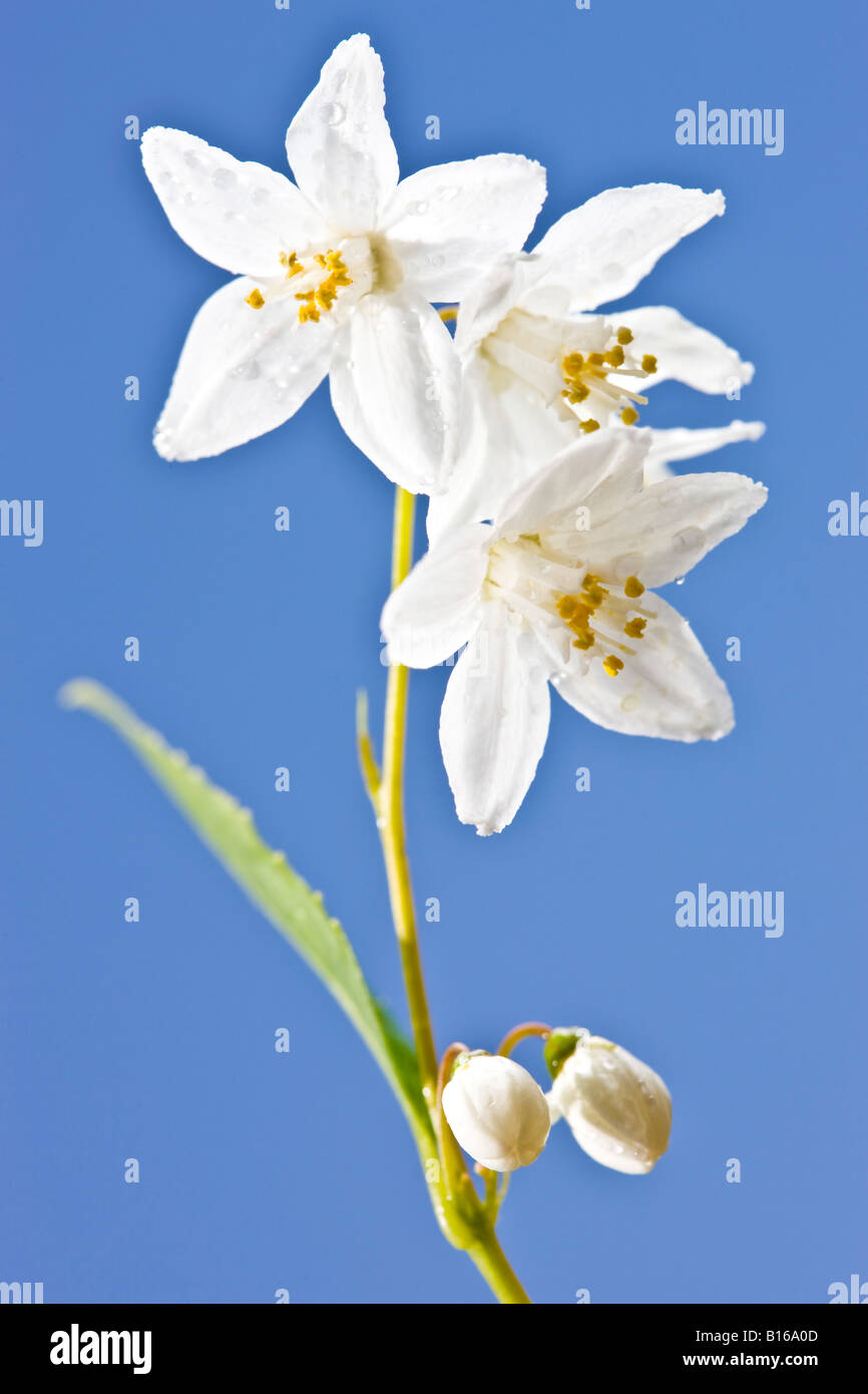 White flowers and blue sky Stock Photo