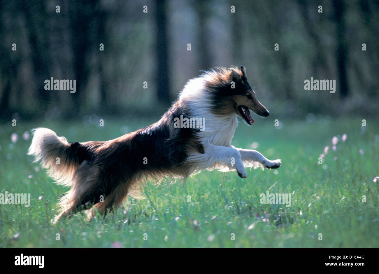 Colley adulte en course Langhaar Collie Rough Collie Long haired Collie Canis lupus familiaris Adult Adults Alone Behavior Behav Stock Photo