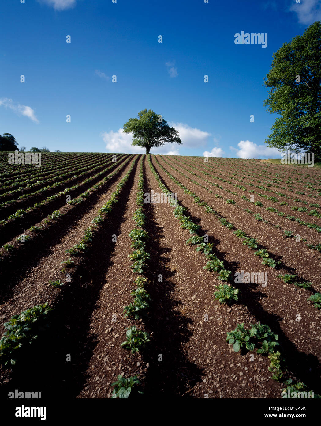 Potato farm ireland hires stock photography and images Alamy