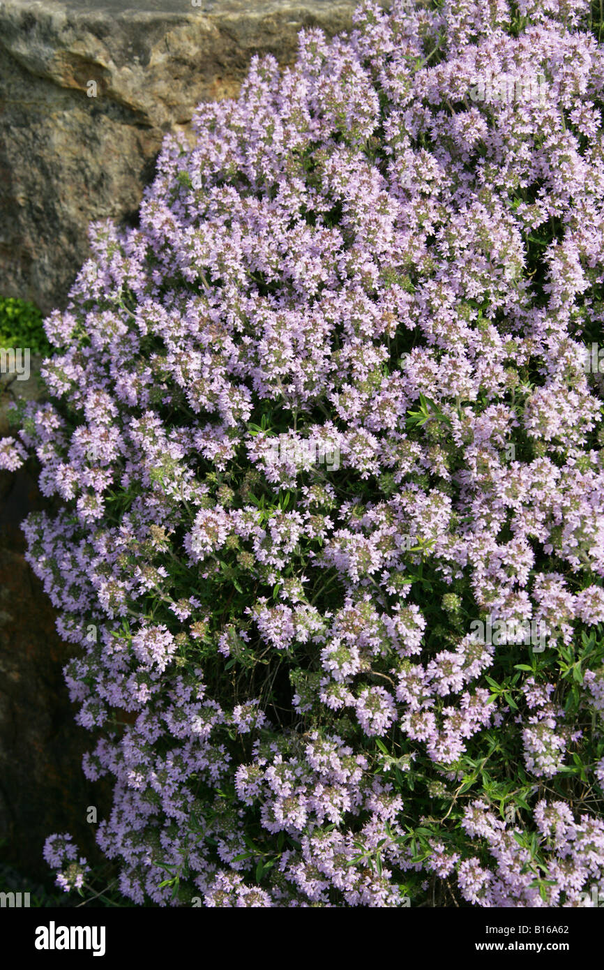 Thymus marschallianus Labiatae Europe Stock Photo