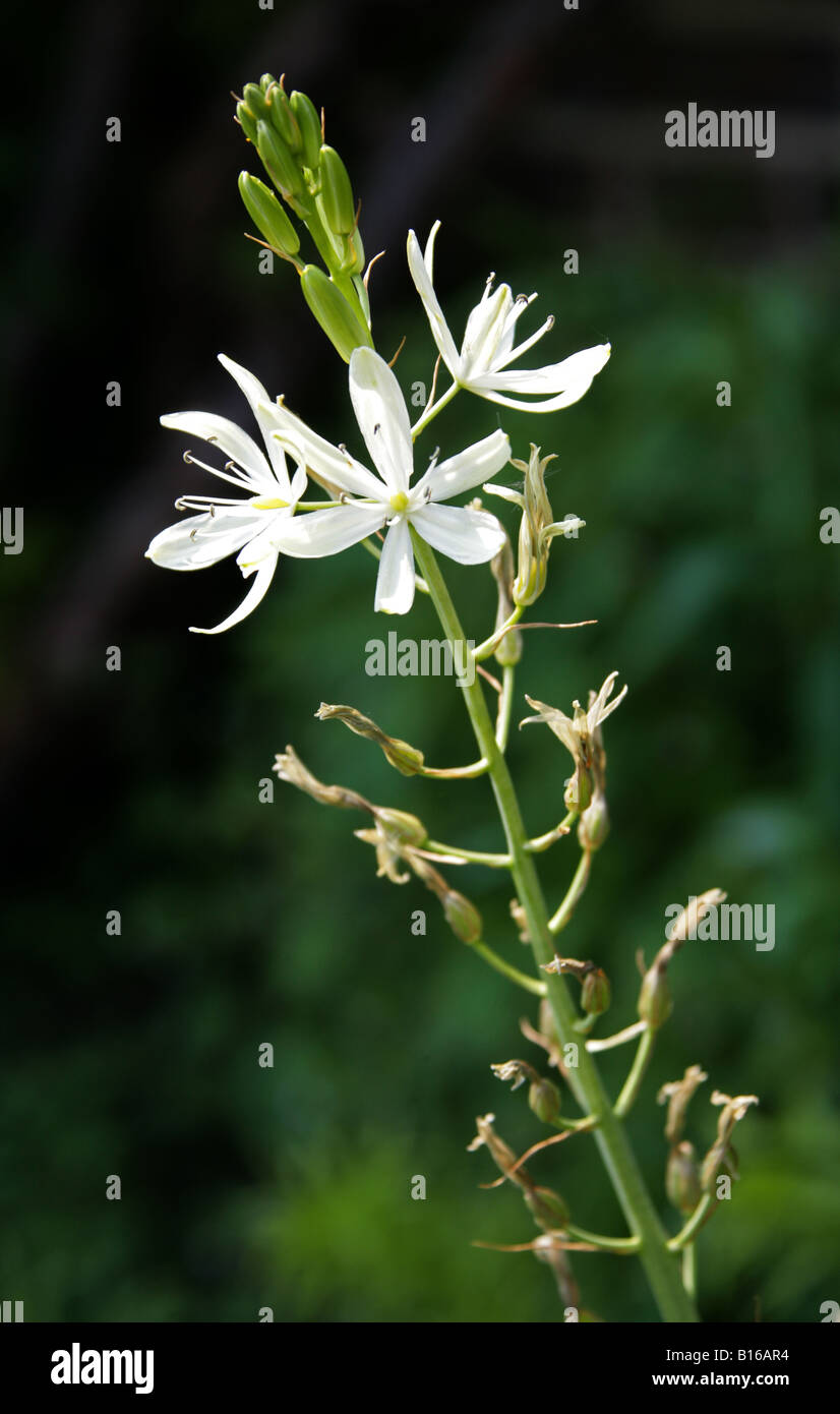 St Bernard's Lily Anthericum liliago Liliaceae. It is native to Europe and Turkey. Stock Photo