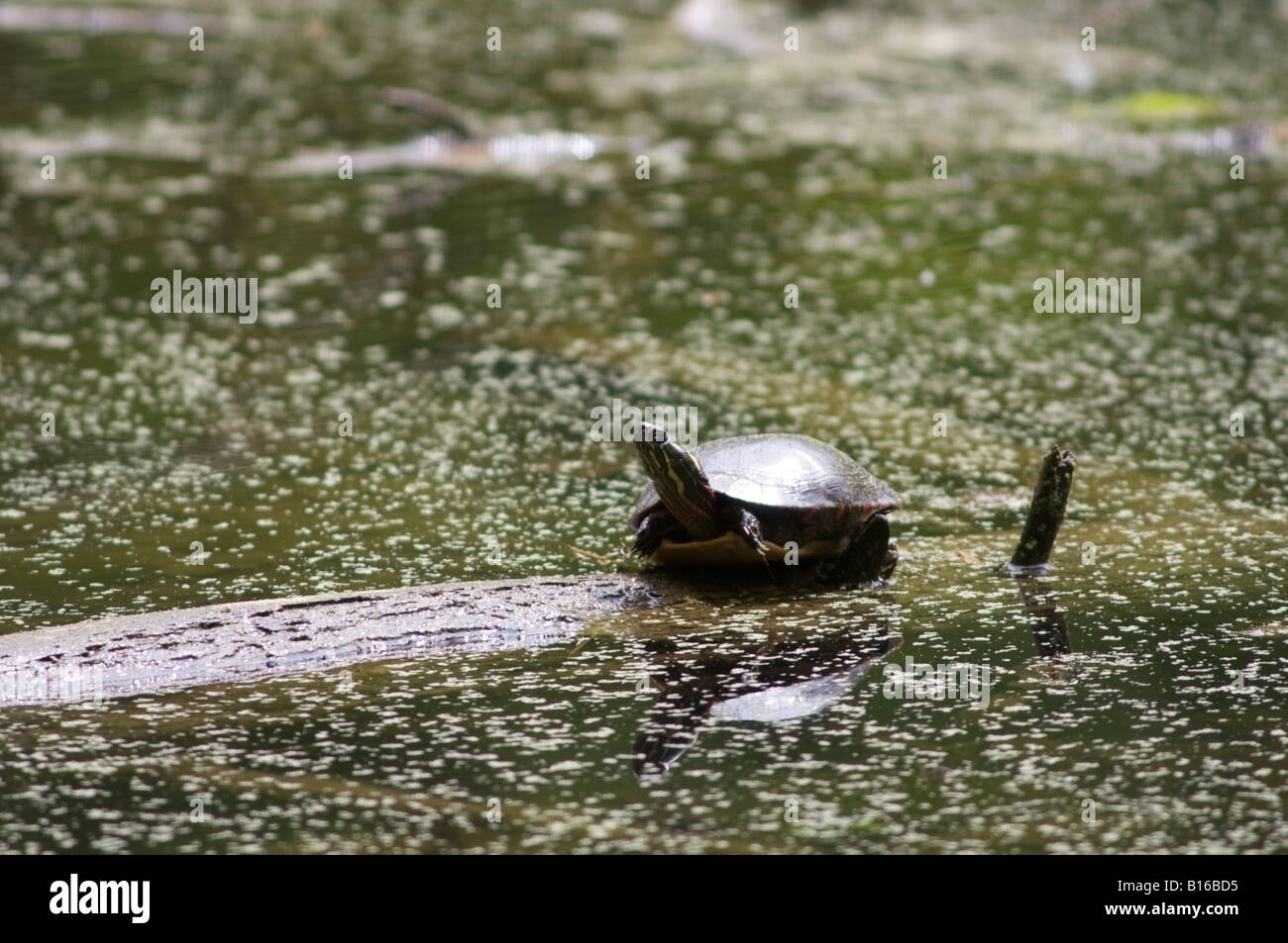 Painted turtle on log hires stock photography and images Alamy