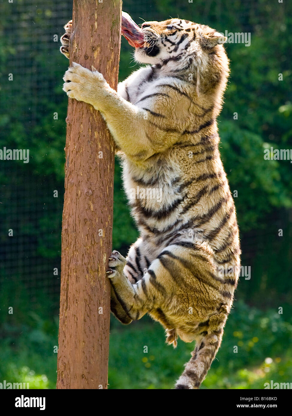 Amur Tiger feeding Stock Photo - Alamy