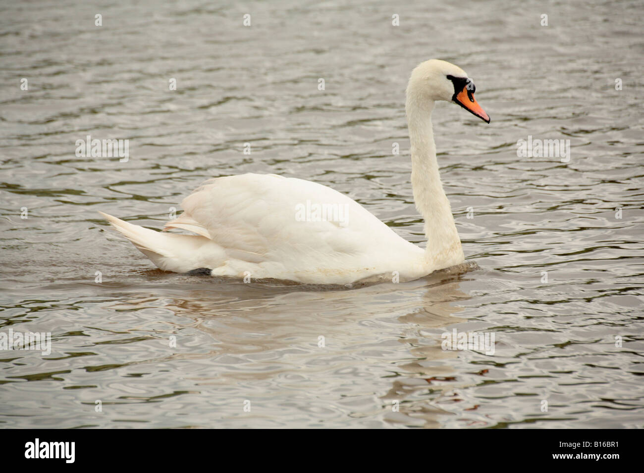 Mute Swan 'Cygnus olor' Saltford England UK Stock Photo Alamy