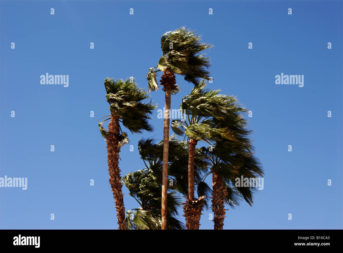 California Fan Palm Trees Blowing in the Wind Stock Photo