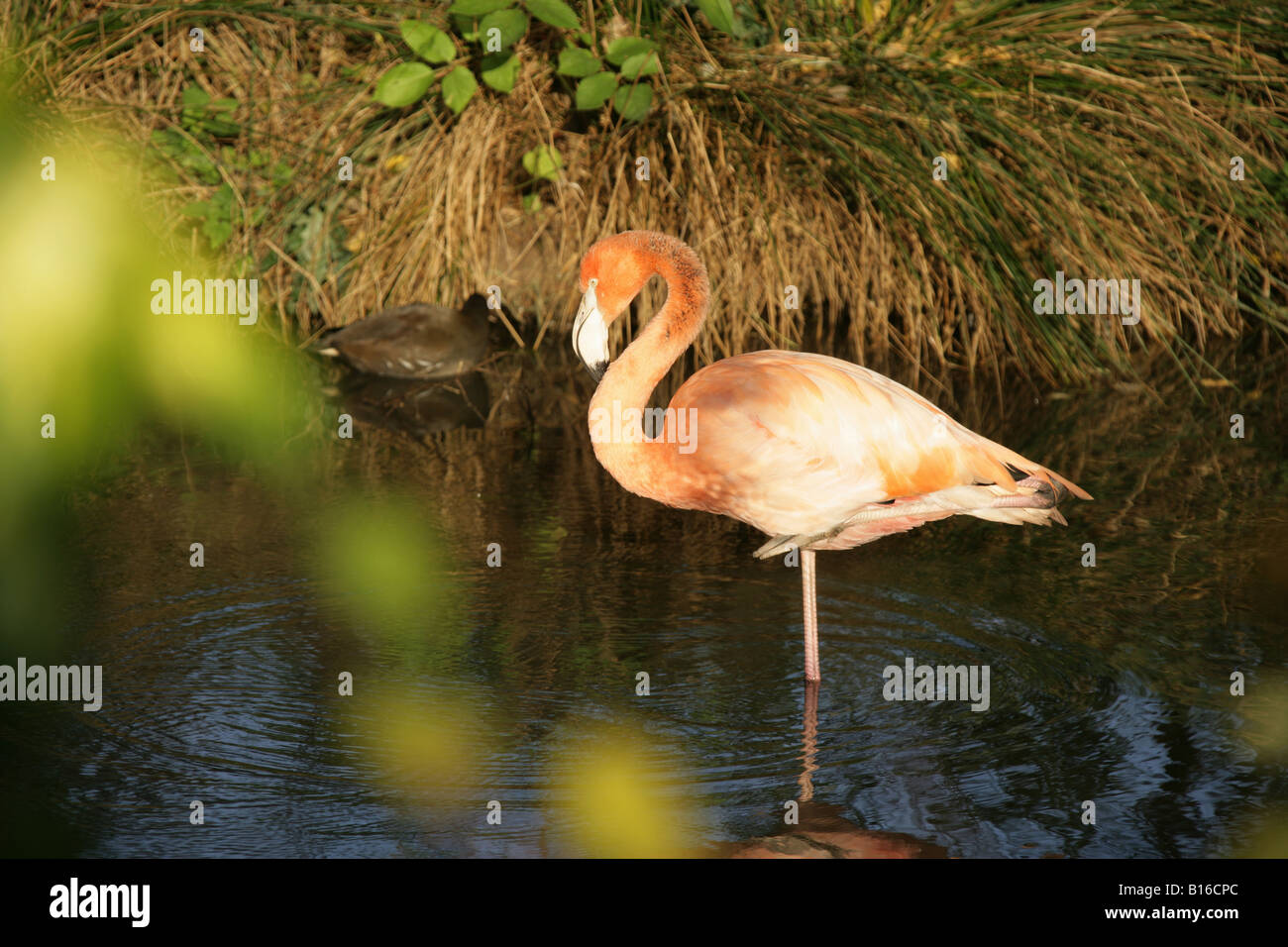 City of Chester, England. Pink Caribbean Flamingo at the 110 acre Chester Zoo. Stock Photo