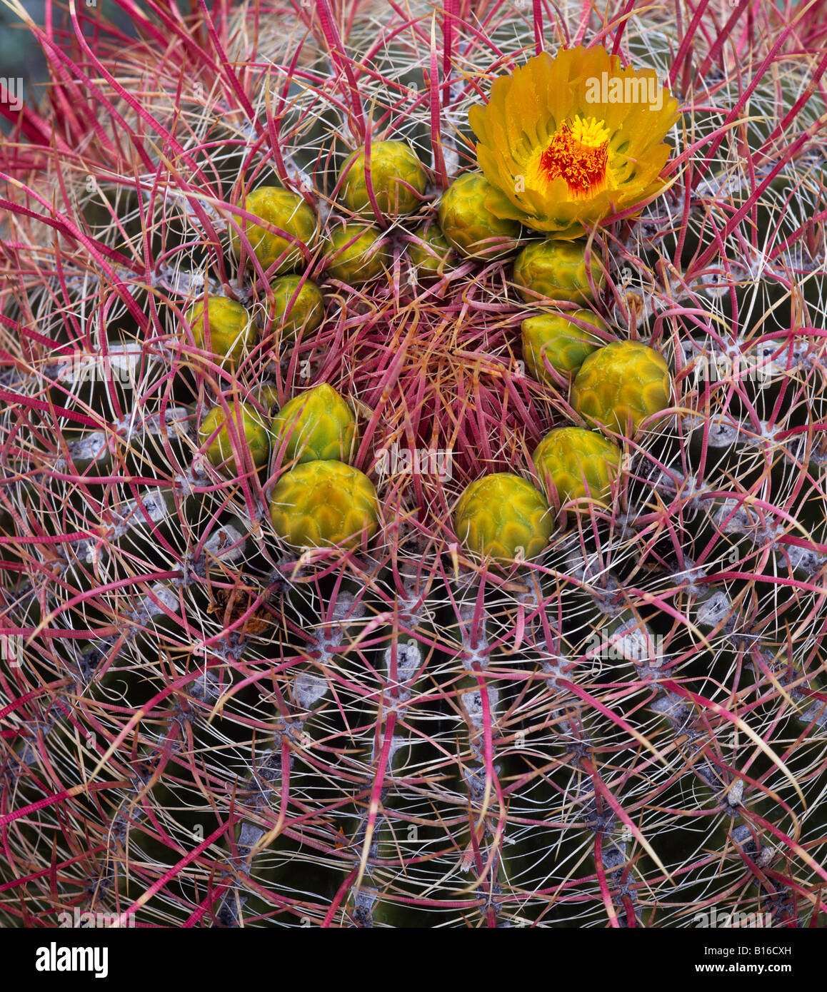 Anza Borrego Desert State Park CA Cluster of yellow blossoms on Barrel Cactus Ferocactus acanthodes with pink spines Stock Photo