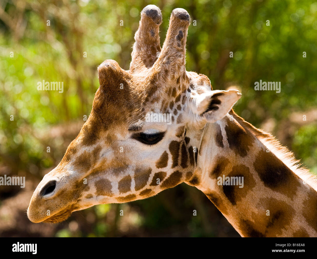 Giraffe - Camelopardalis Stock Photo