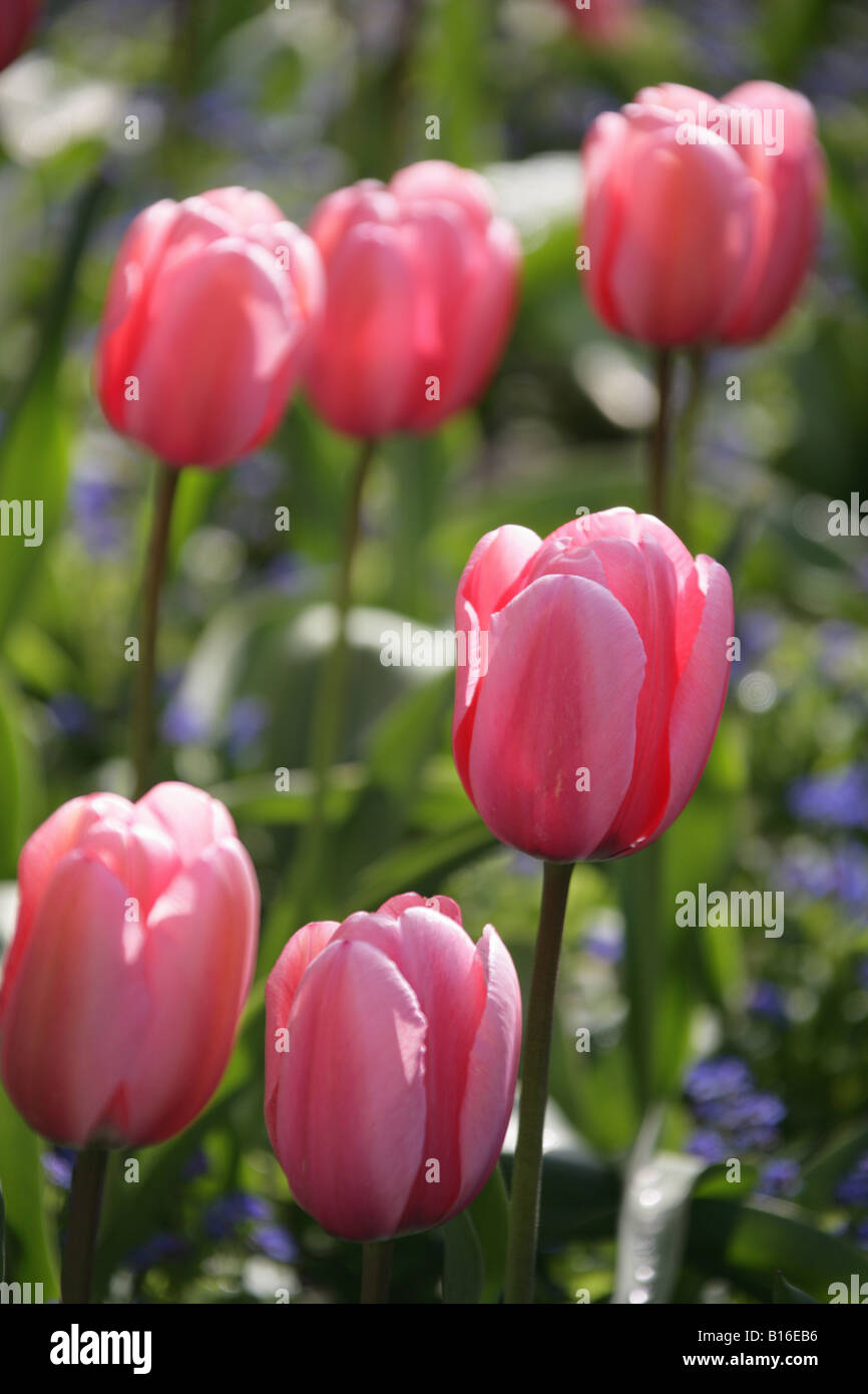 City of Chester, England. Early morning close up view of spring tulips in Chester’s Grosvenor Park. Stock Photo