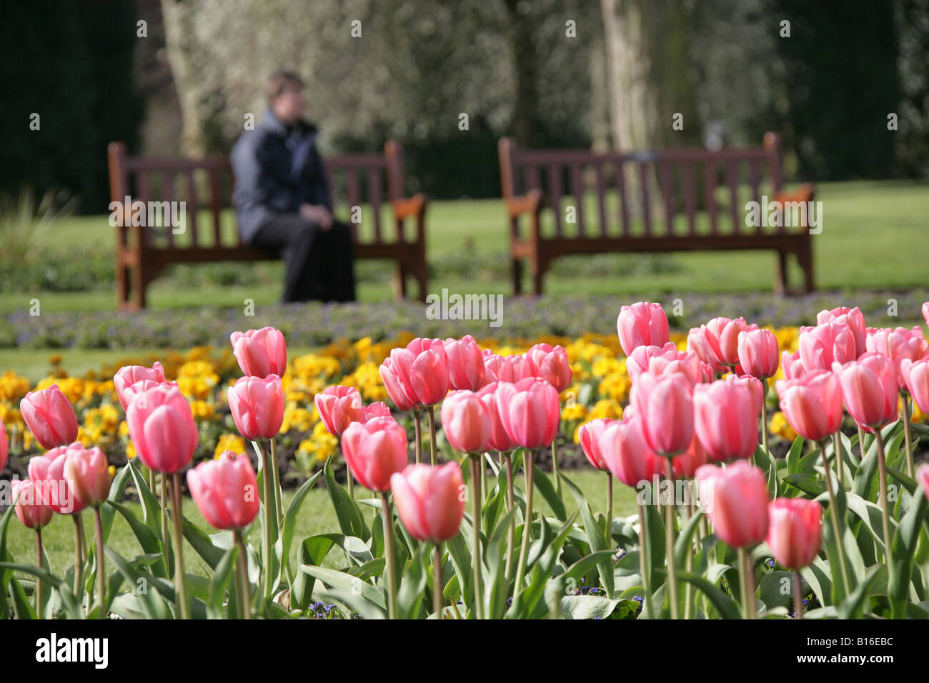 City of Chester, England. Early morning view of spring tulips in Chester Grosvenor Park with lady sitting on park bench. Stock Photo