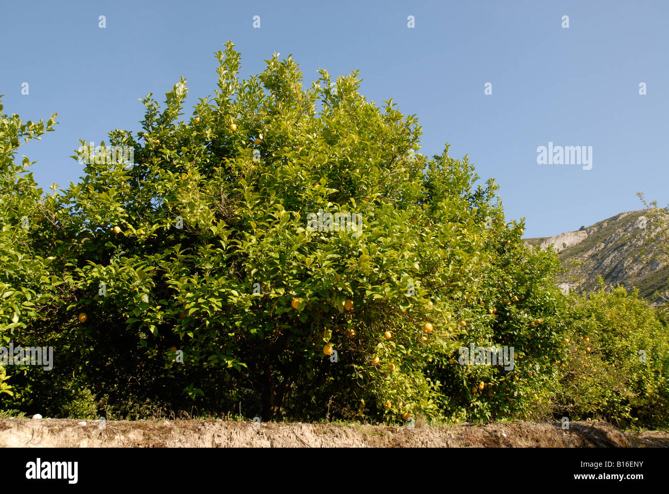 orchard of lemon trees, Pedreguer, Alicante Province, Spain Stock Photo