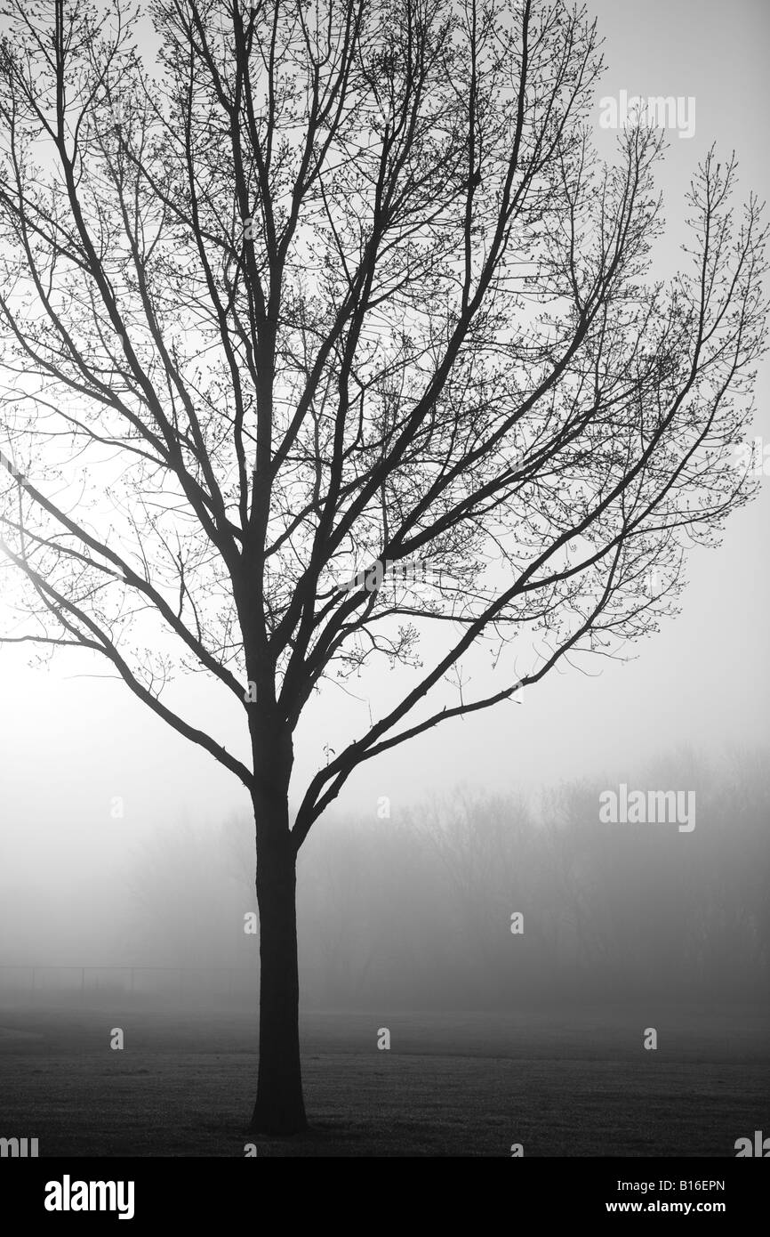 Silhouette of a tree at sunrise Stock Photo - Alamy