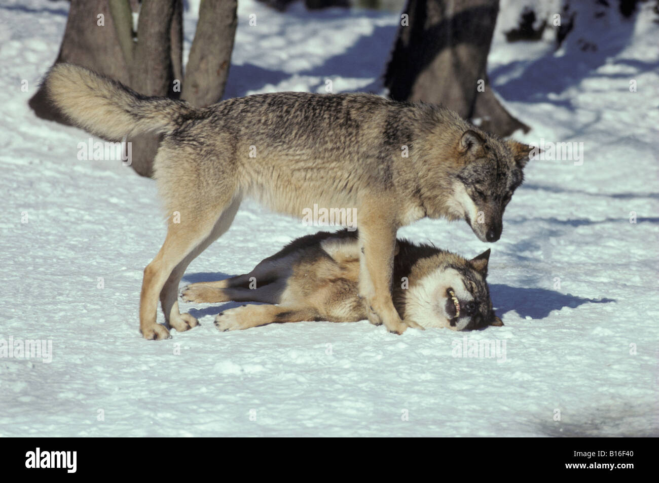 European Wolf Canis lupus two individuals in snow with one lying on its back while the other stands over it animals behaviour Ca Stock Photo