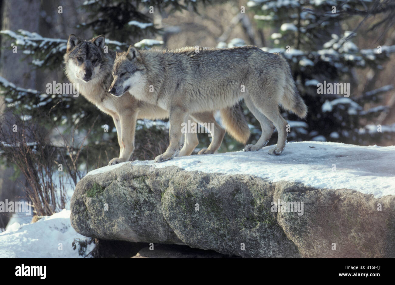 Loup Gris High Resolution Stock Photography And Images Alamy Loup Gris High Resolution Stock Photography And Images Alamy