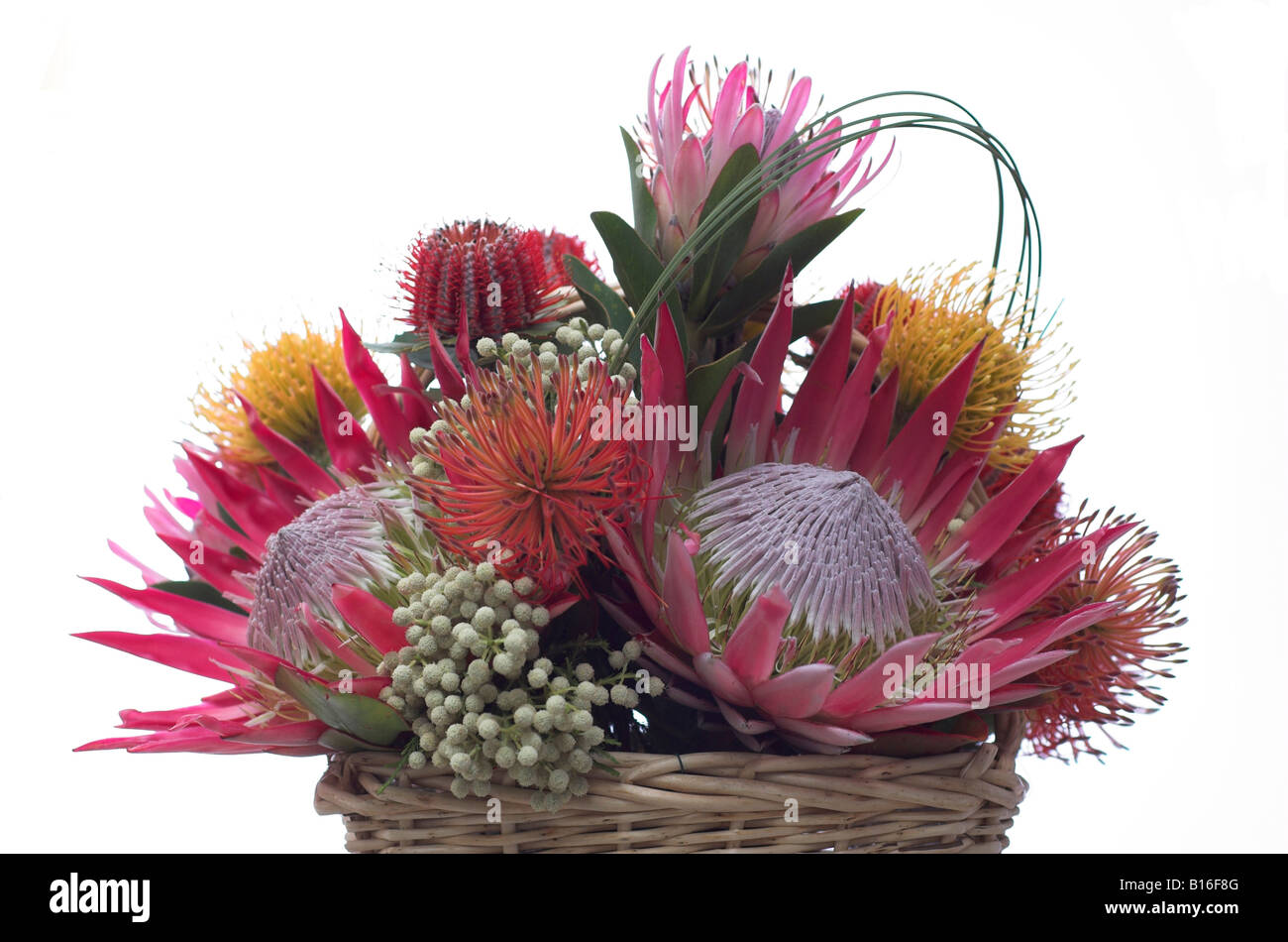 Gift basket display of Australian native flowers Stock Photo