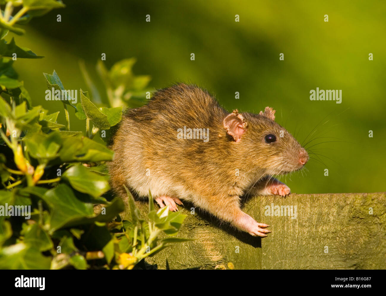 Common Rat/Brown Rat/Norway Rat (Rattus norvegicus Stock Photo - Alamy