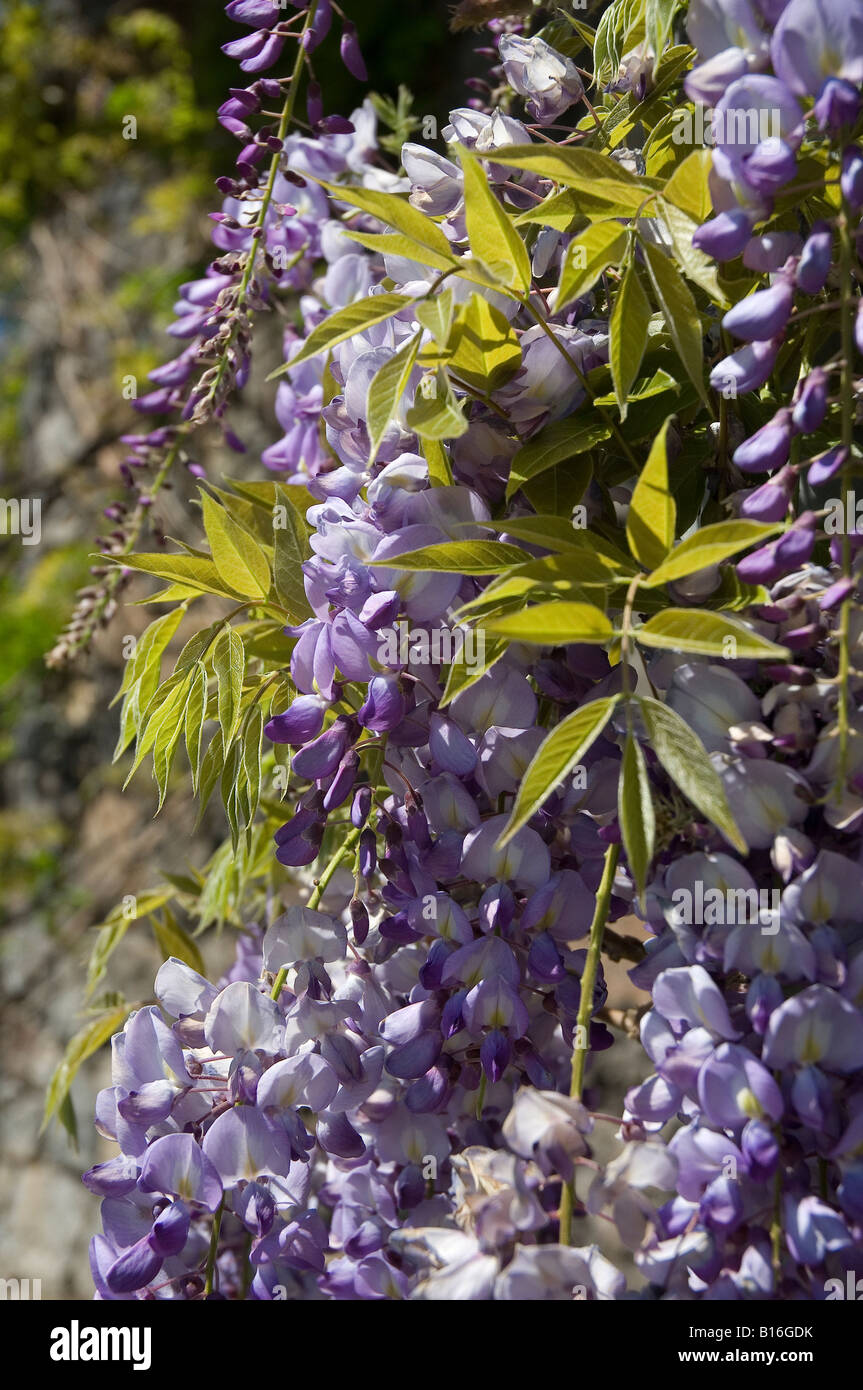 Close up of purple leguminosae wisteria flower flowers flowering growing on a wall EU Europe Stock Photo