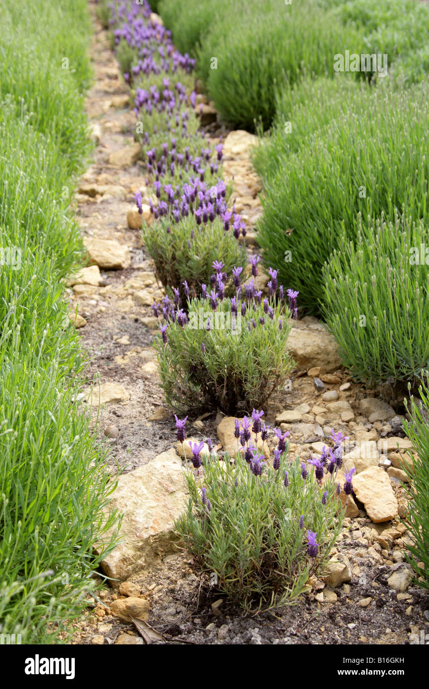 Lavender, Lavandula angustifolia,  Lamiaceae Stock Photo