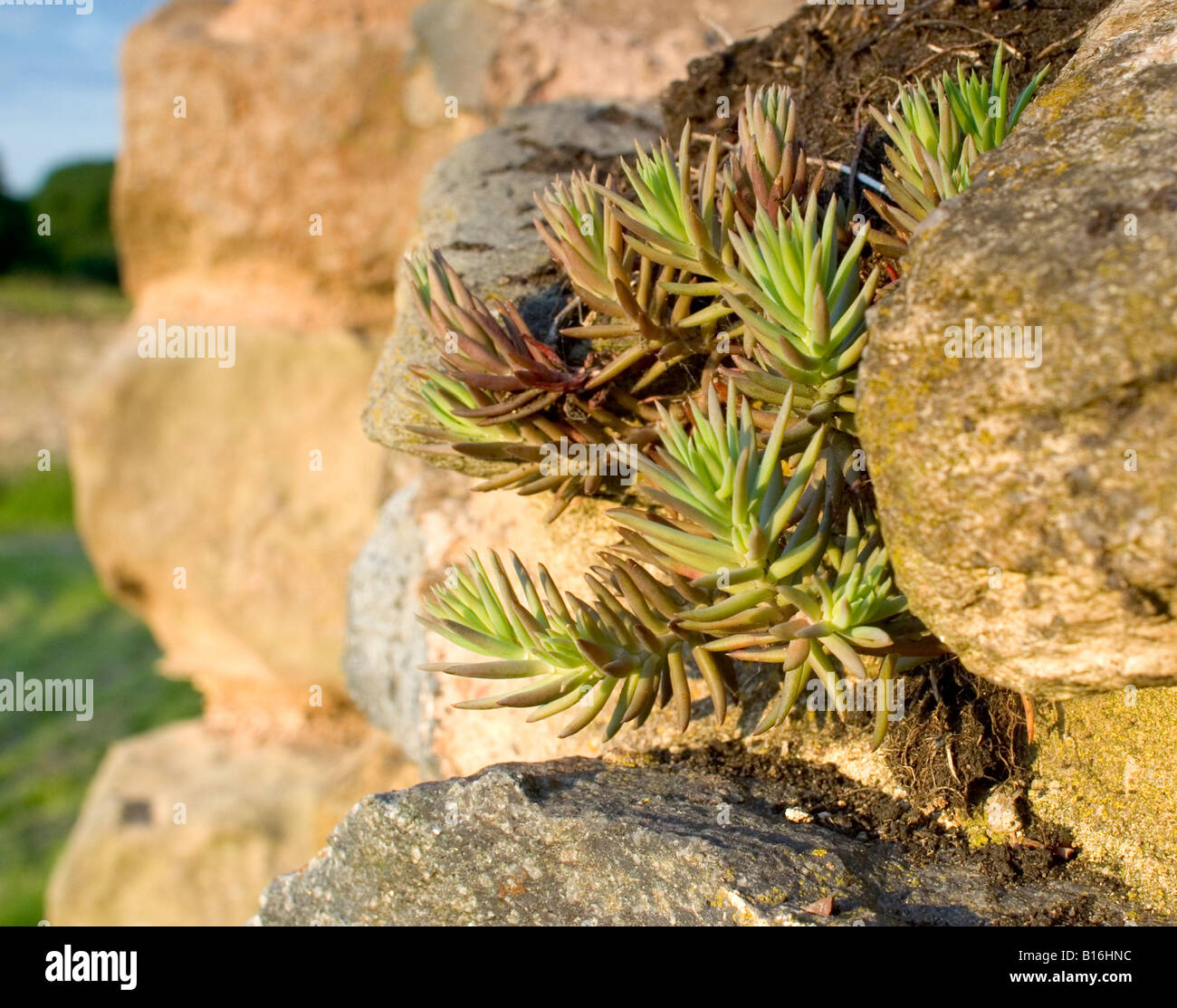 Pitcher plant plants carnivorous clipart india stock source clipground preview